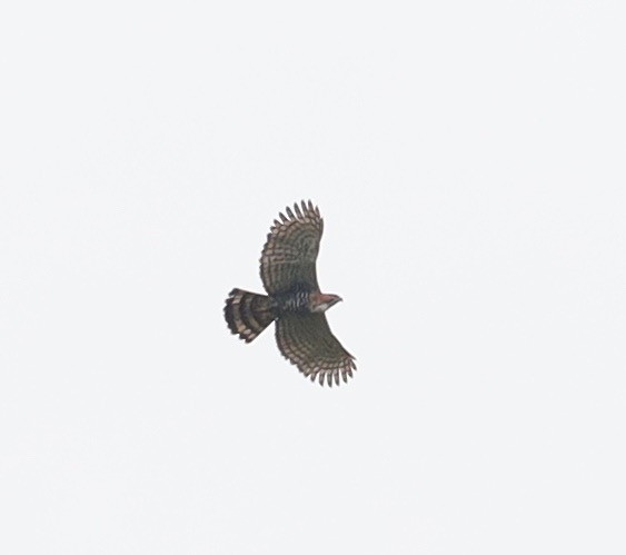 Ornate Hawk-Eagle - Dave Czaplak