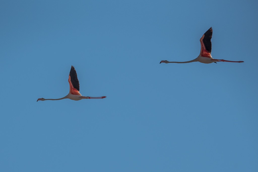 Greater Flamingo - ML21806341
