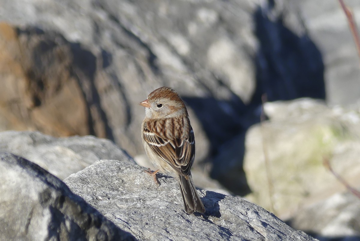Field Sparrow - Leslie Sours
