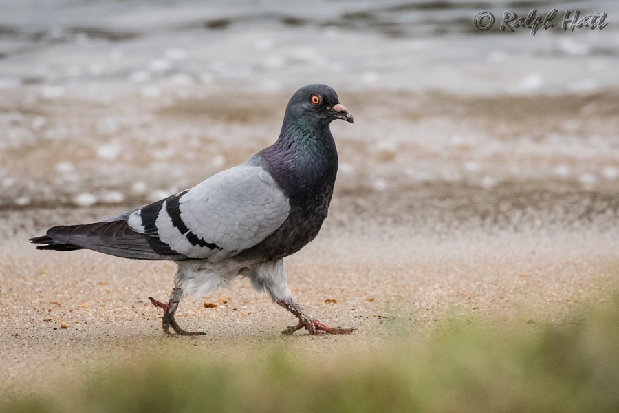 Rock Pigeon (Feral Pigeon) - Ralph Hatt