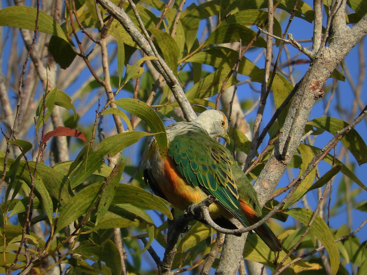 Rose-crowned Fruit-Dove - ML21806931