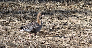 Pink-footed Goose, ML218074411