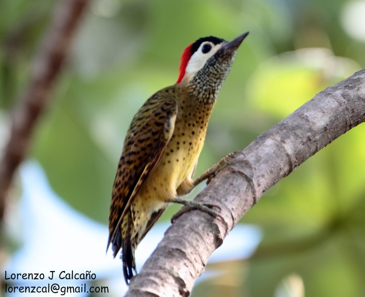 Spot-breasted Woodpecker - ML218077901