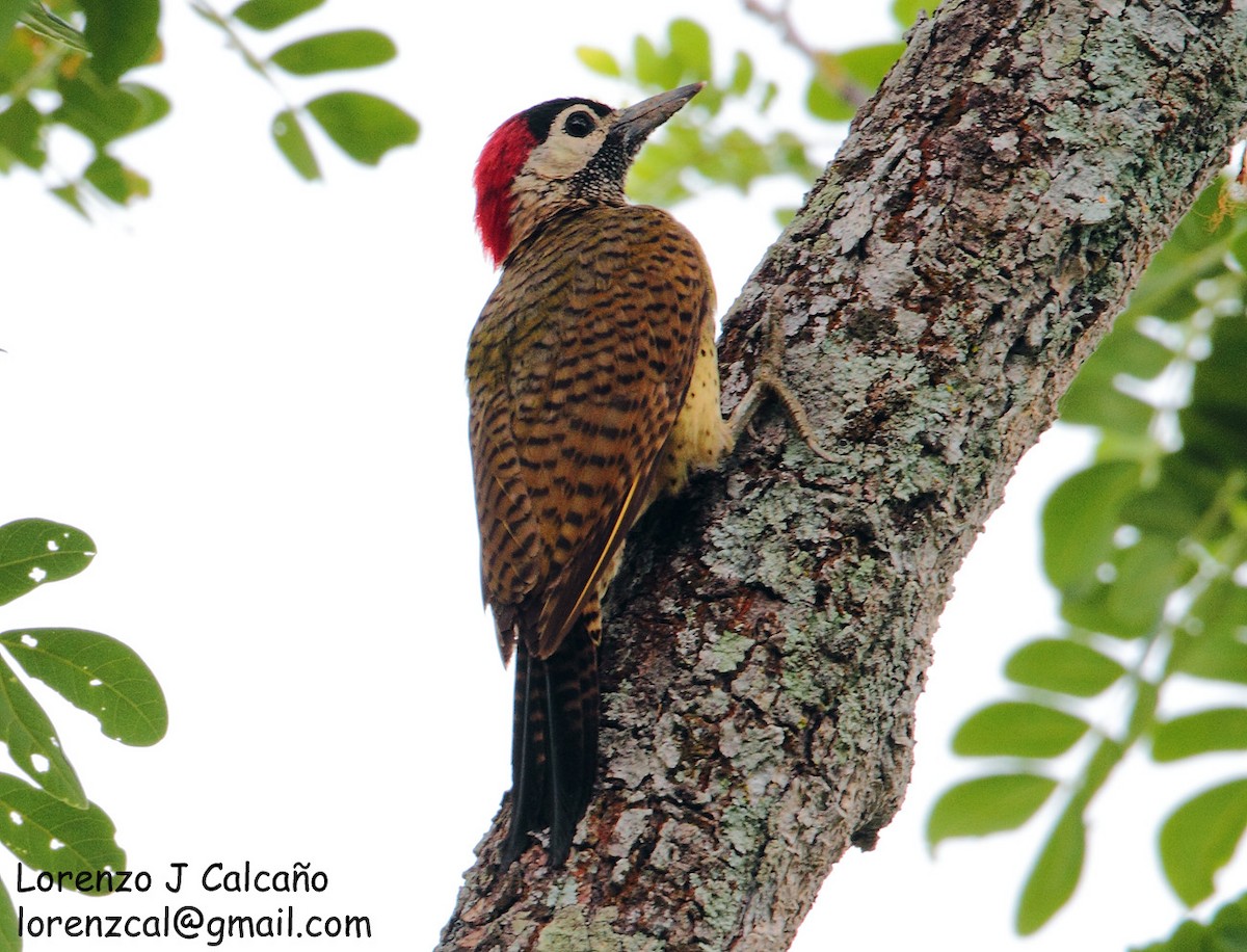 Spot-breasted Woodpecker - ML218077981