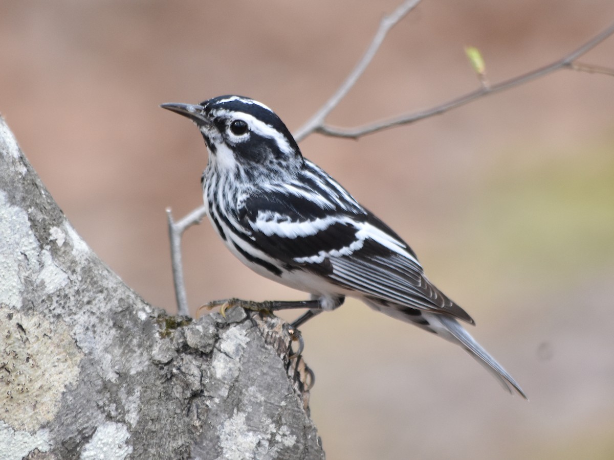 Black-and-white Warbler - ML218079991
