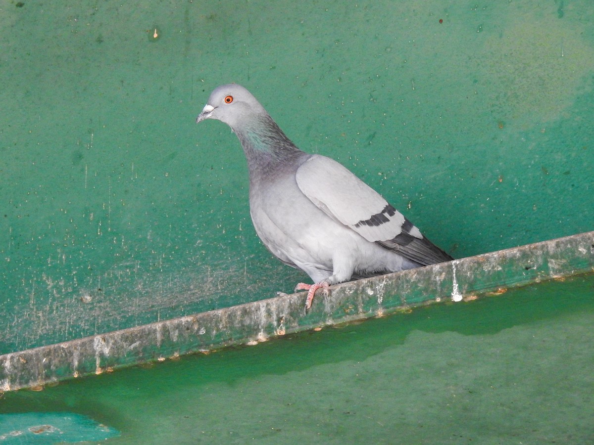 Rock Pigeon (Feral Pigeon) - ML218086691