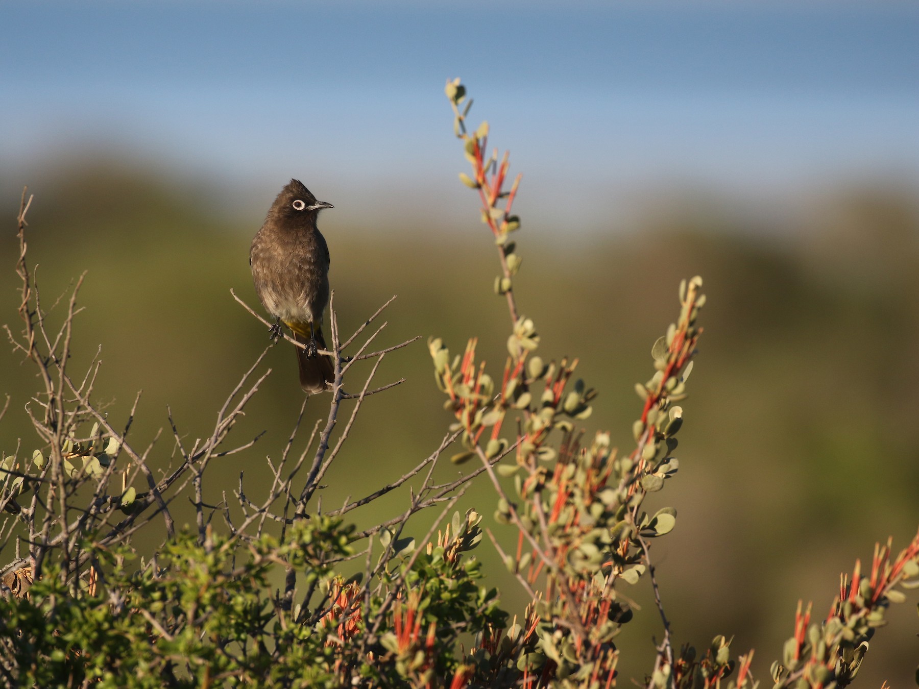 Cape Bulbul - eBird