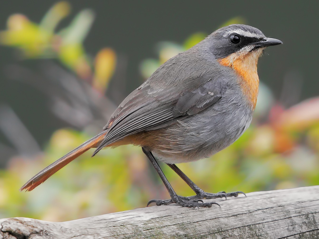 Cape Robin-Chat - Marco Valentini