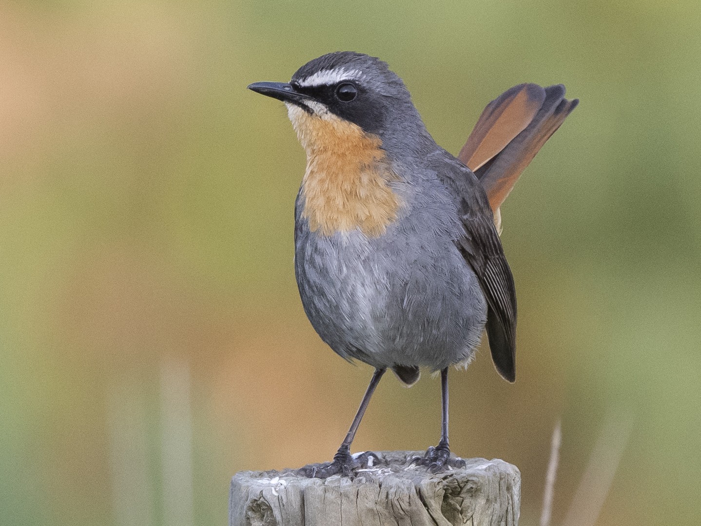 Cape Robin Chat Ebird