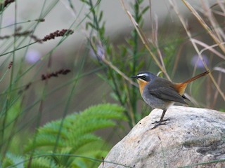  - Cape Robin-Chat