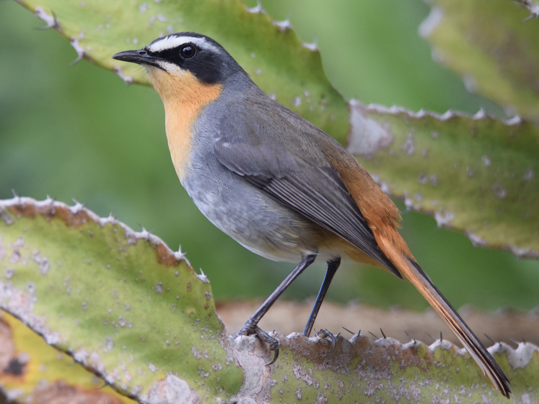 Cape Robin-Chat - Kalen Davison