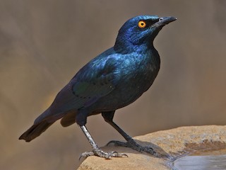 アカガタテリムク - eBird