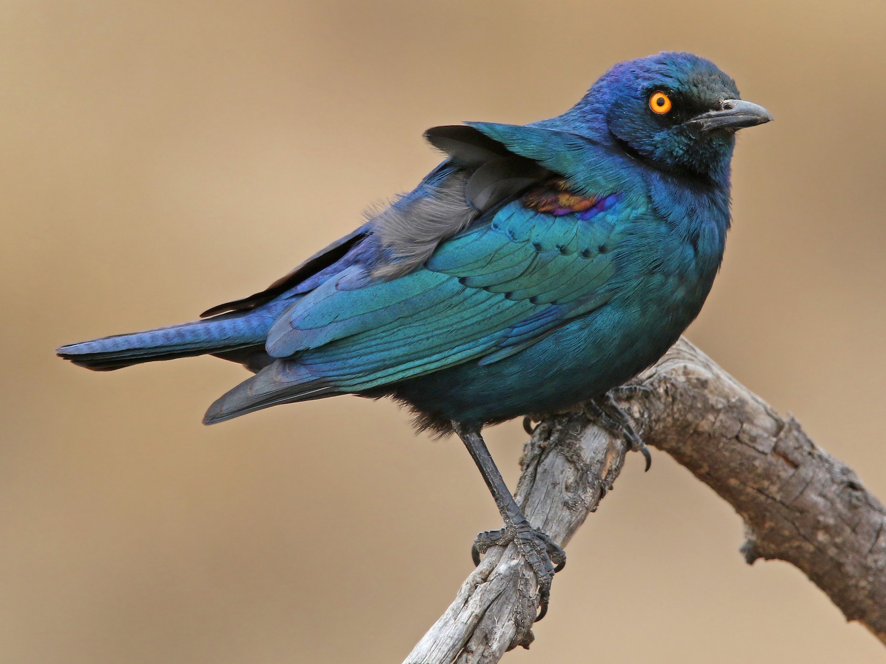Cape Glossy Starling - Volker Hesse