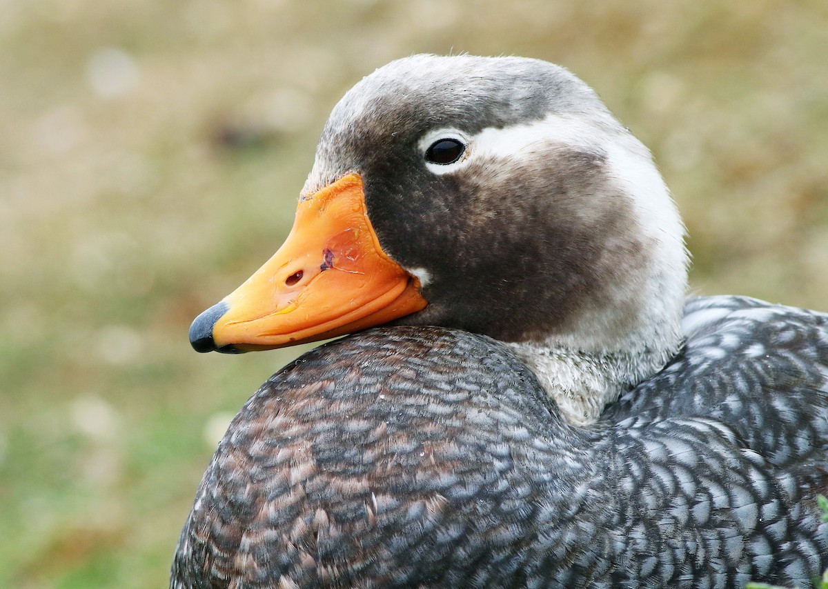 Falkland Steamer-Duck - Andrew Spencer