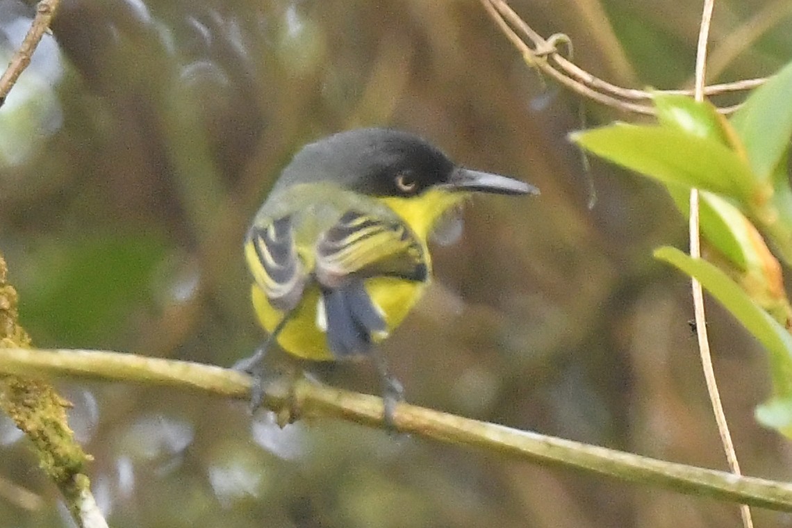 Common Tody-Flycatcher - Ting-Wei (廷維) HUNG (洪)