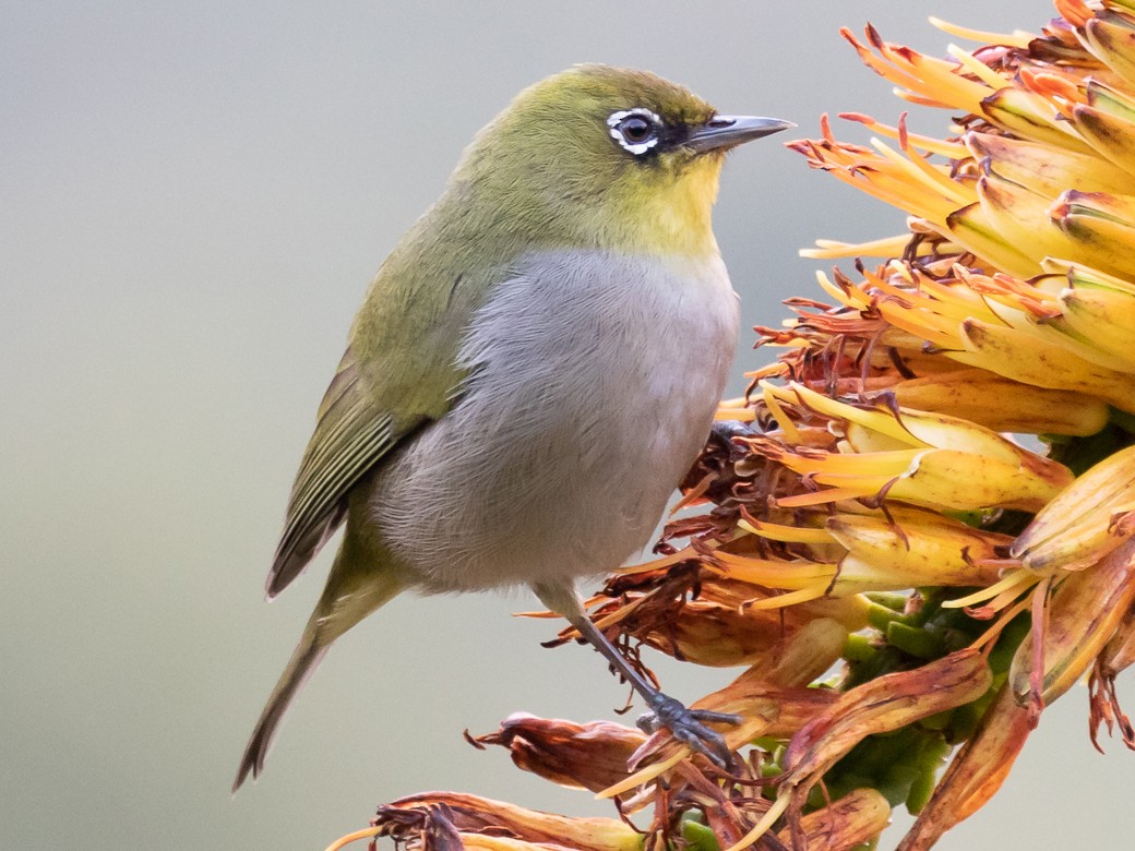 Cape White-eye - Robert Lewis