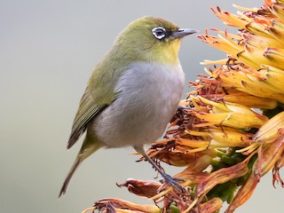  - Cape White-eye