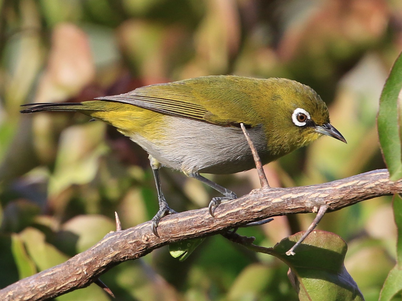 Cape White-eye - Patrick MONNEY