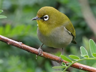  - Cape White-eye