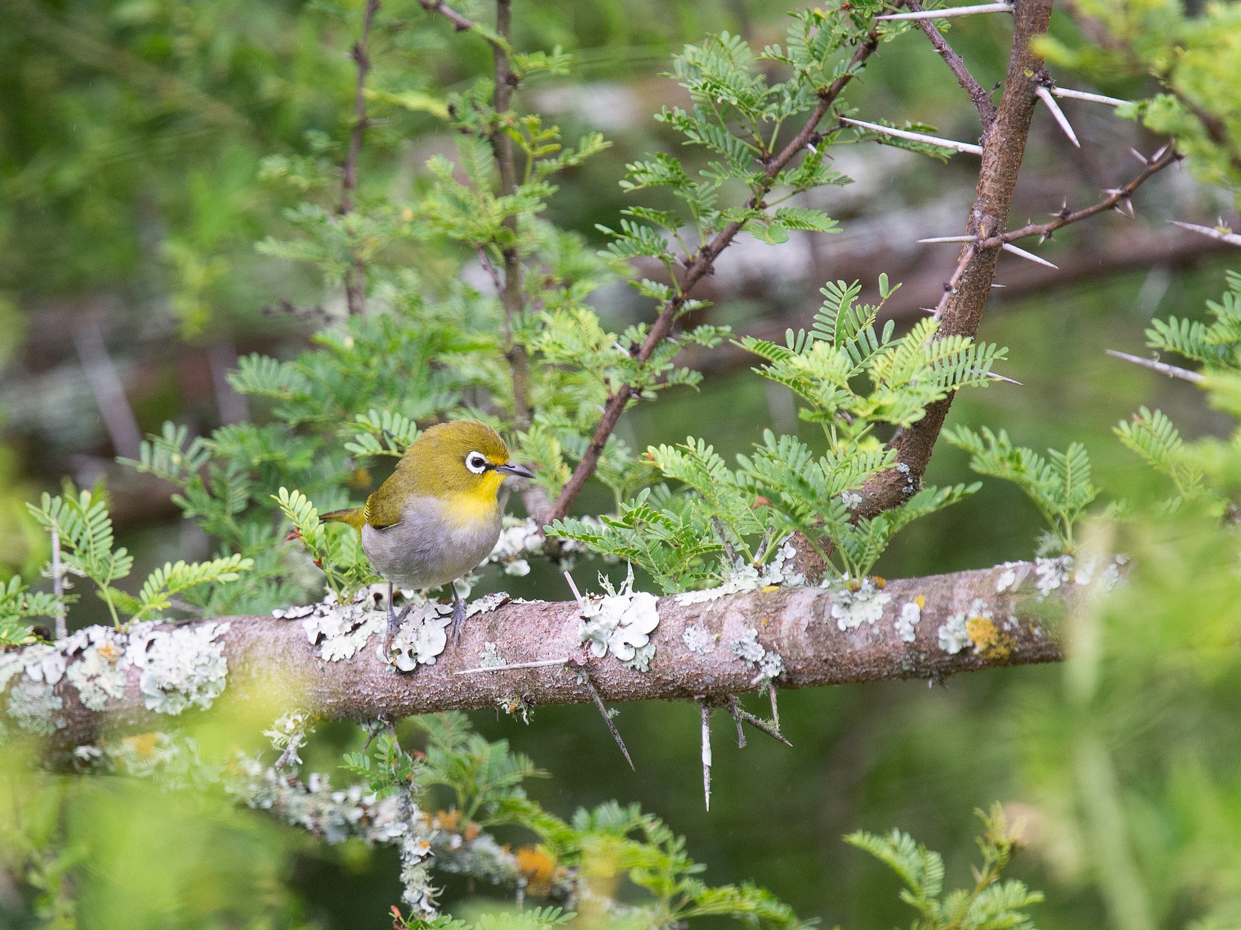 Cape White-eye - Cameryn Brock