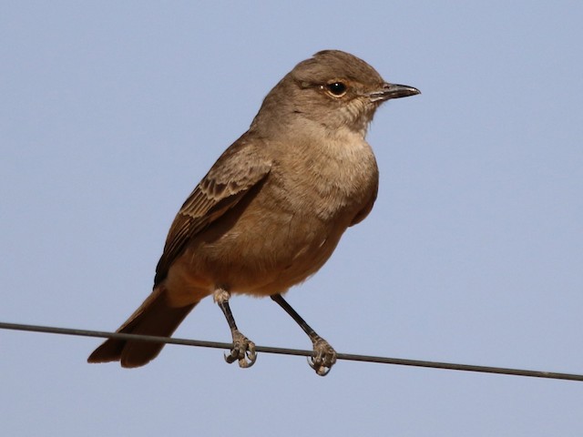 Photos - Chat Flycatcher - Agricola infuscatus - Birds of the World