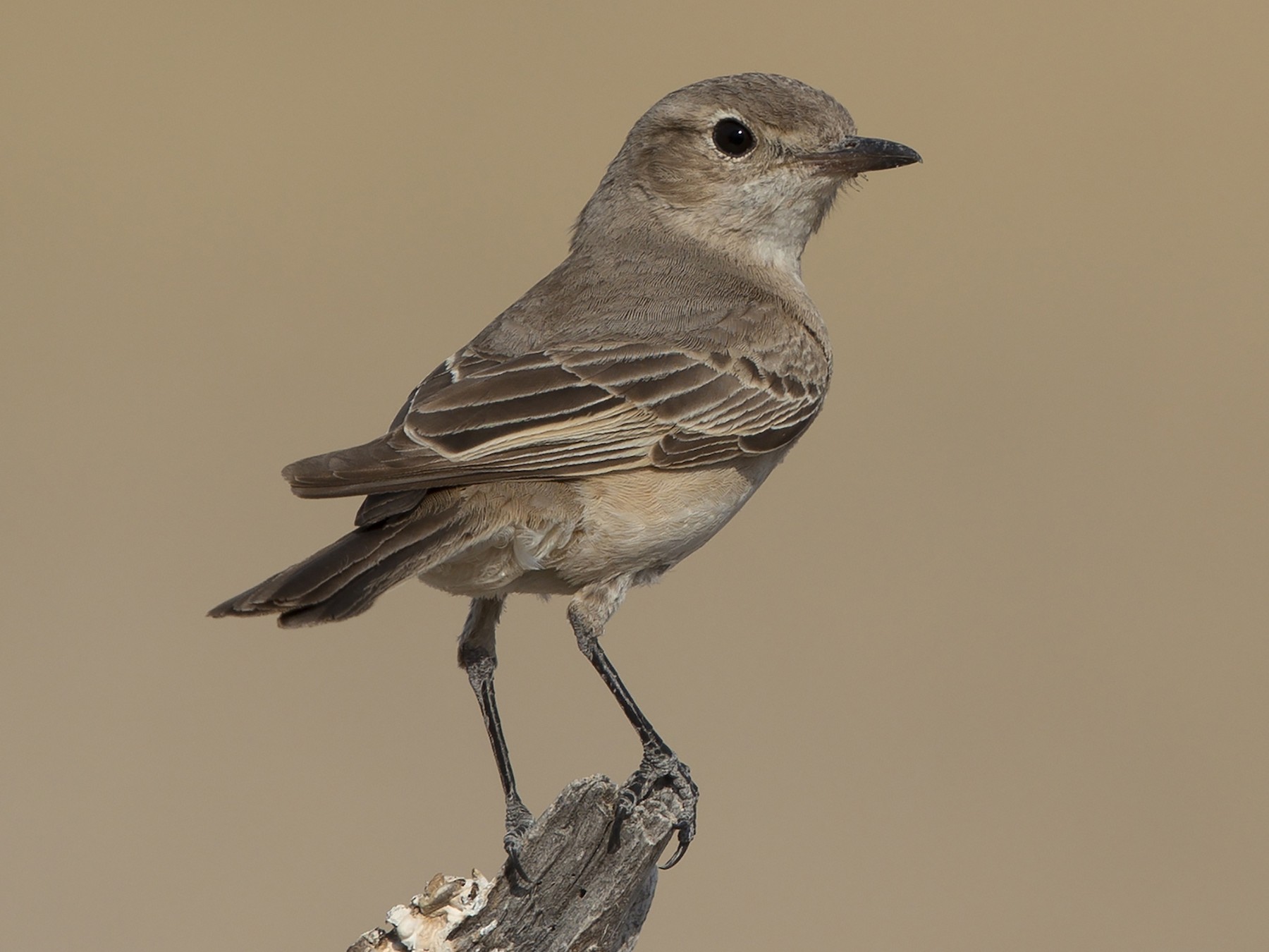 Chat Flycatcher - eBird