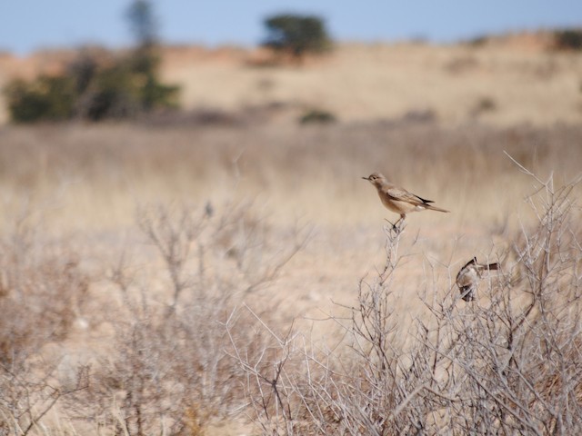 Photos - Chat Flycatcher - Agricola infuscatus - Birds of the World