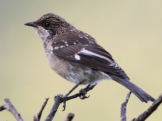 fiscal-flycatcher-ebird