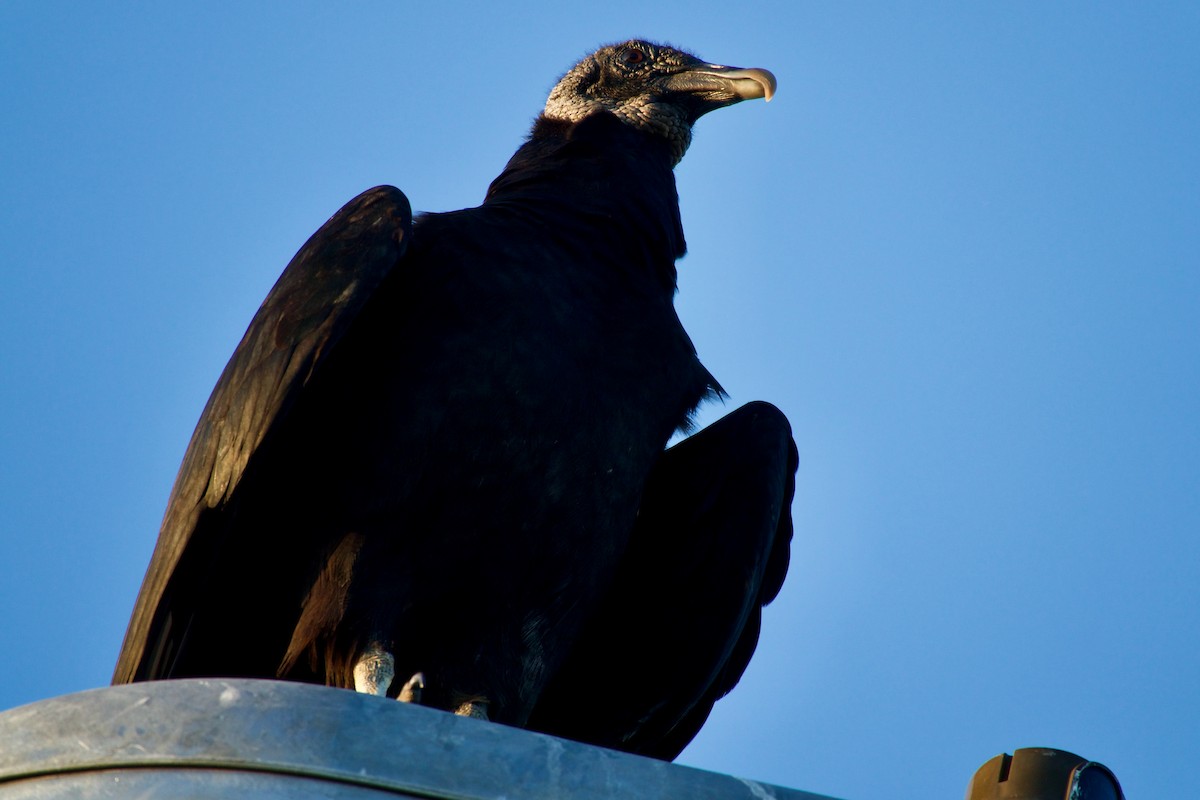 Black Vulture - Andy Liu