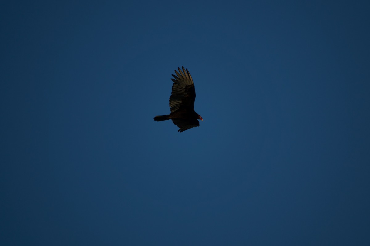 Turkey Vulture - Andy Liu