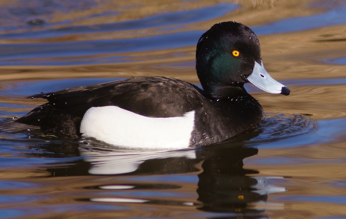 Tufted Duck - ML218107261