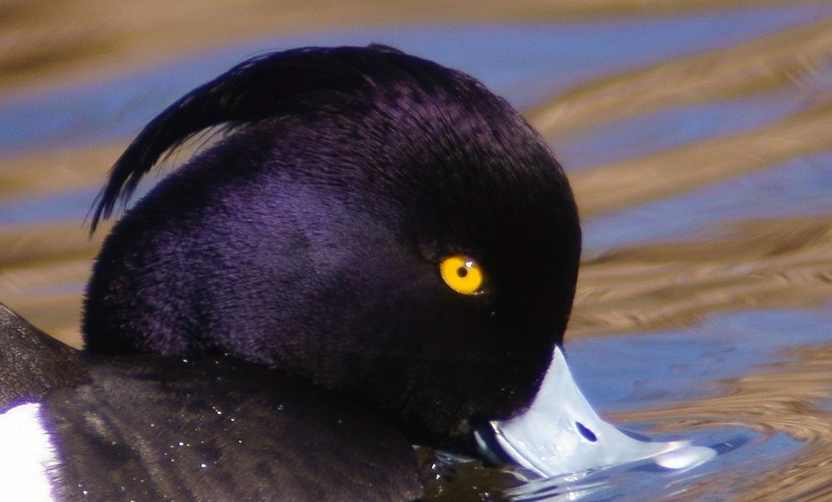 Tufted Duck - ML218107291
