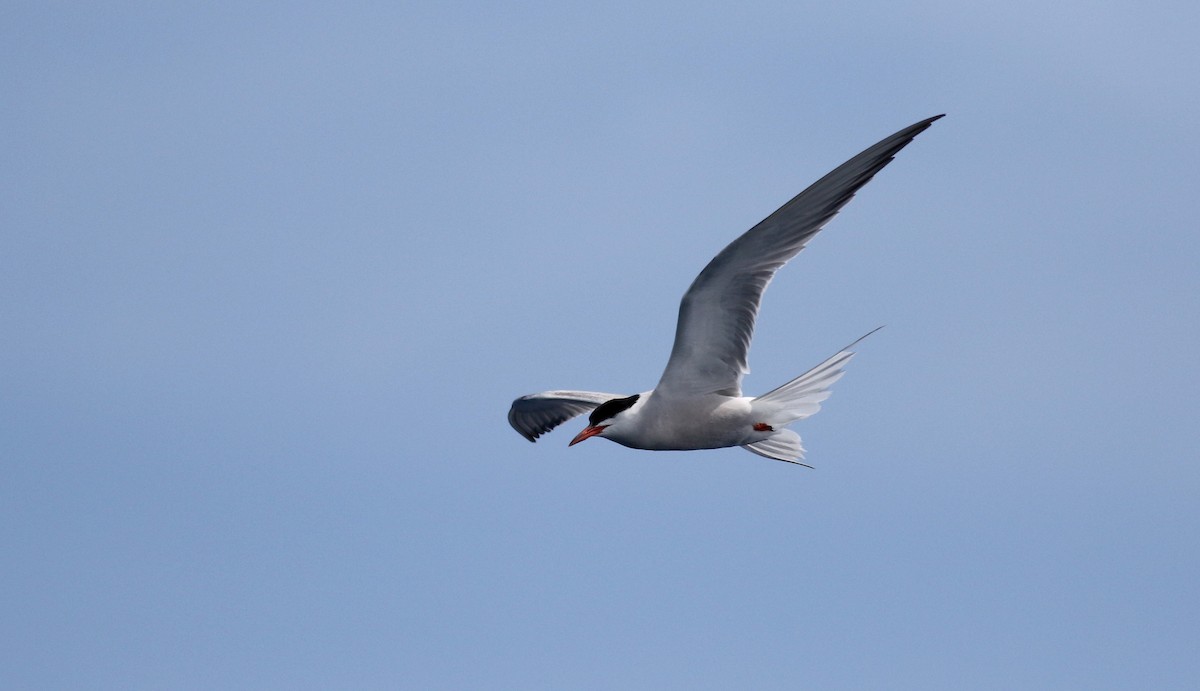 Common Tern - ML21810841