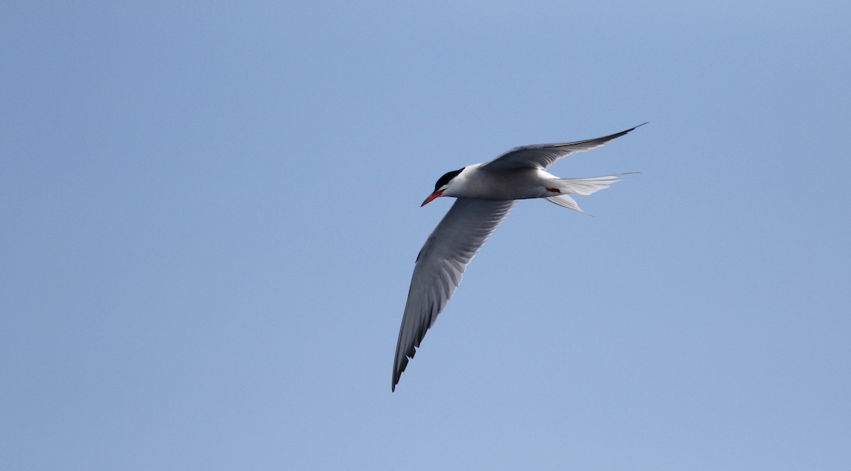 Common Tern - ML21810871