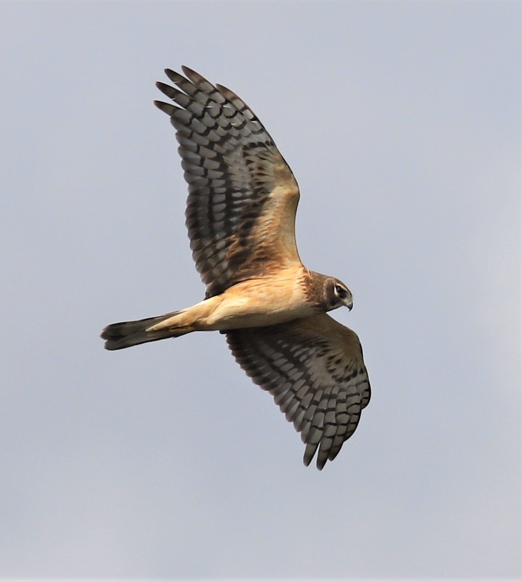 Northern Harrier - Mike Riley