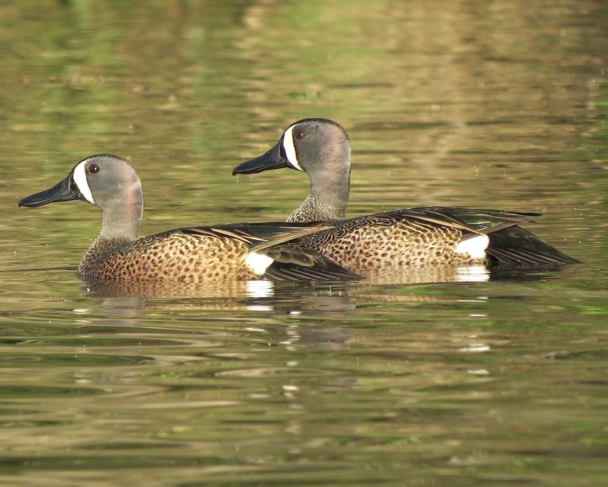 Blue-winged Teal - ML218110811
