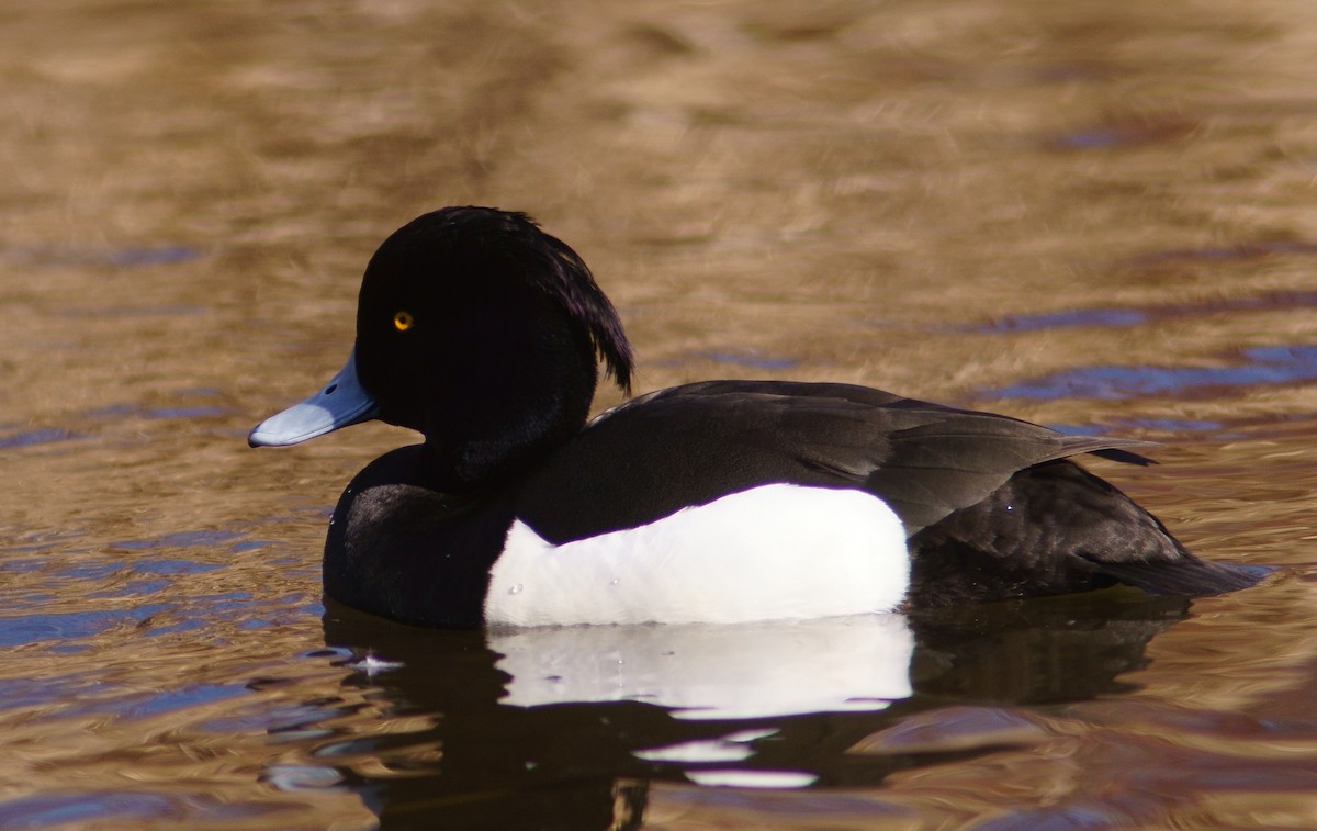 Tufted Duck - ML218111691