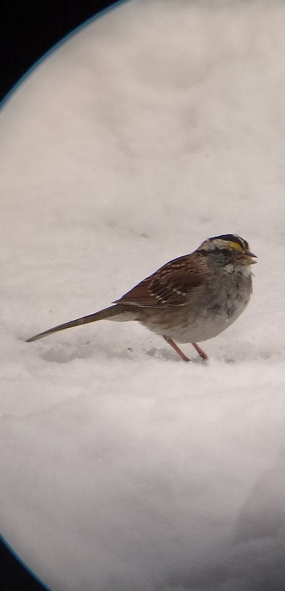 White-throated Sparrow - Matt Dresser