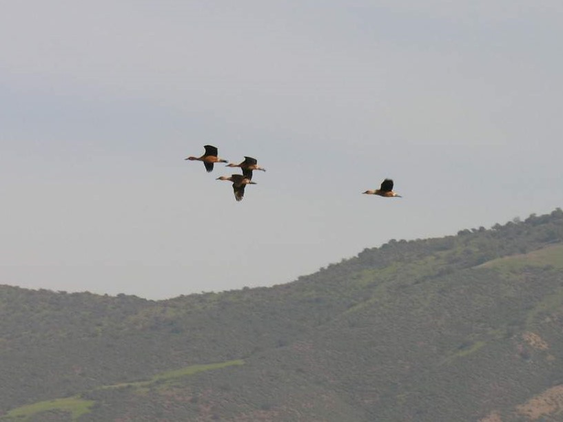 Fulvous Whistling-Duck - ML218120571