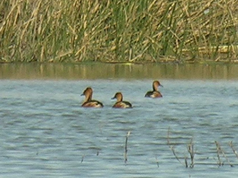 Fulvous Whistling-Duck - ML218120621