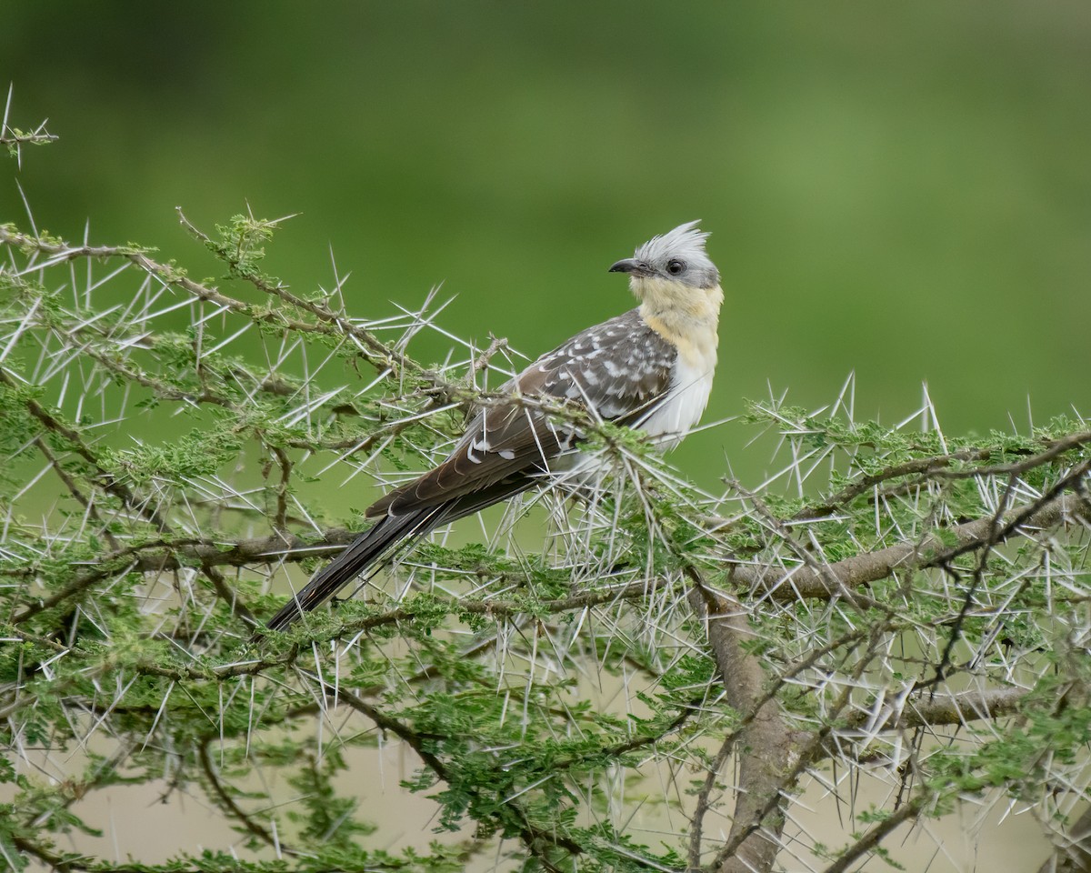 Great Spotted Cuckoo - Dan Brown