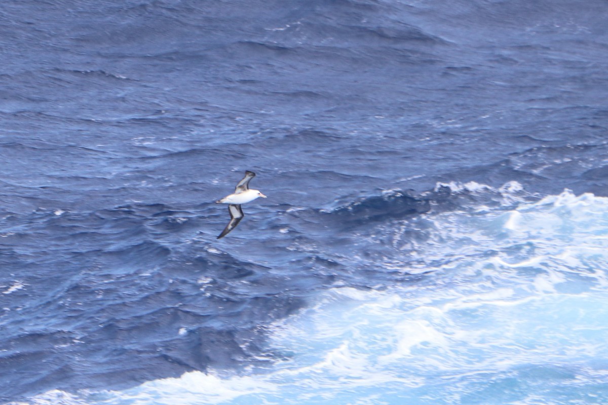 Albatros de Laysan - ML218125941