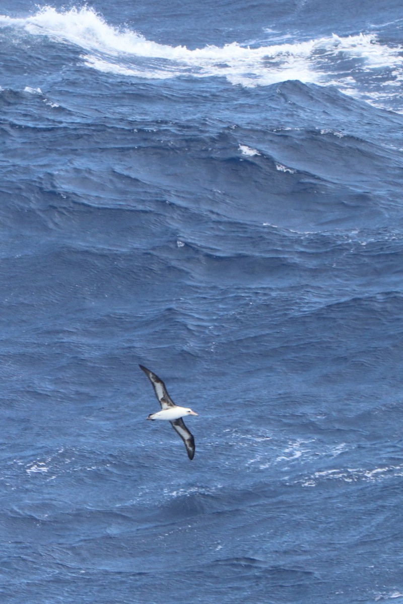 Laysan Albatross - ML218125951