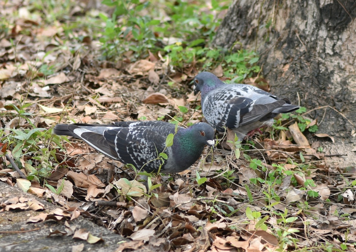 Rock Pigeon (Feral Pigeon) - Yung-Lun Lin