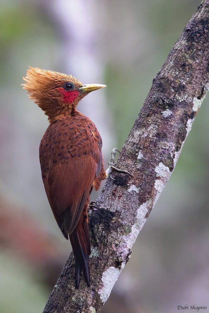 Chestnut-colored Woodpecker - ML218130691