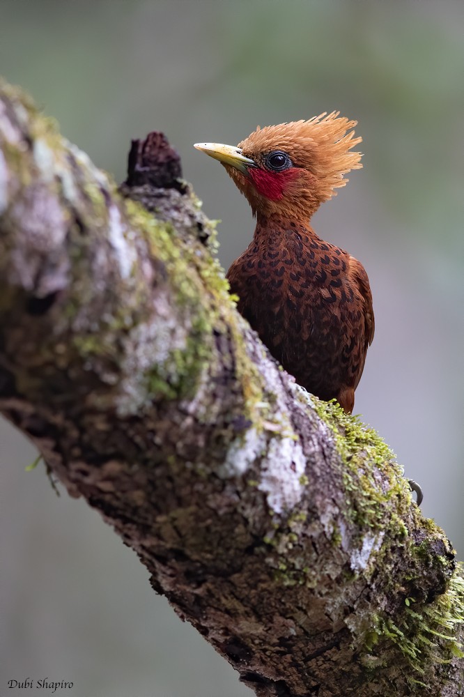Chestnut-colored Woodpecker - ML218130701