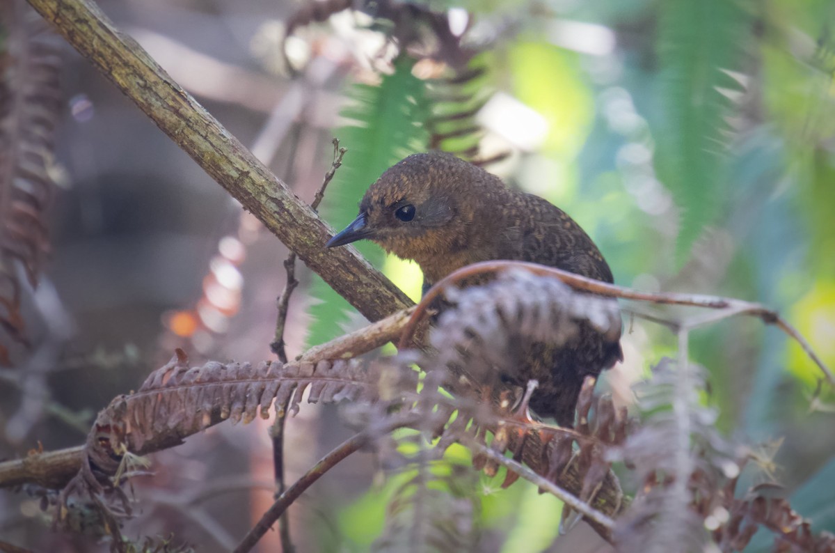 Brown-rumped Tapaculo - ML218131901