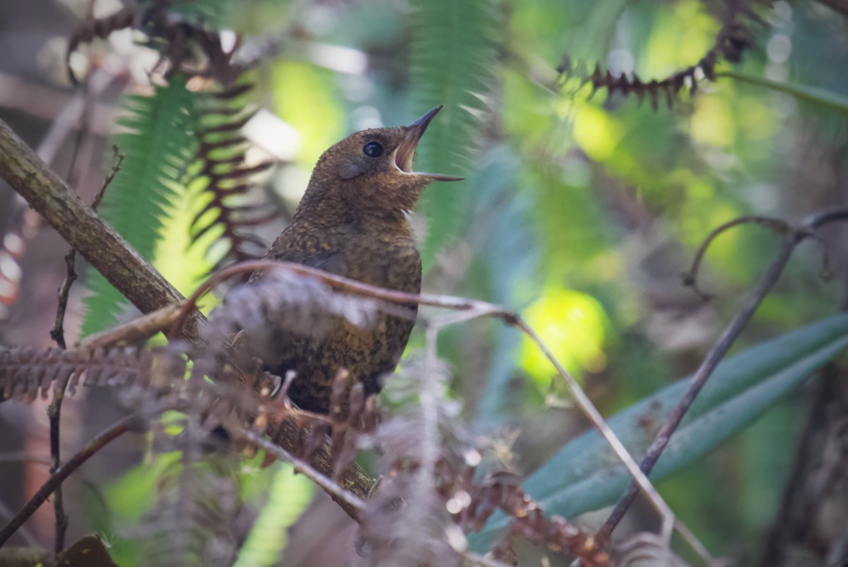 Brown-rumped Tapaculo - ML218131911