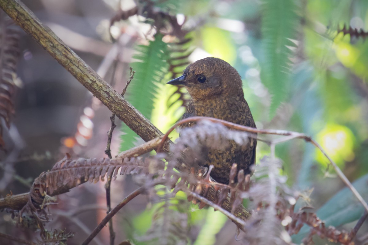 Brown-rumped Tapaculo - ML218131921