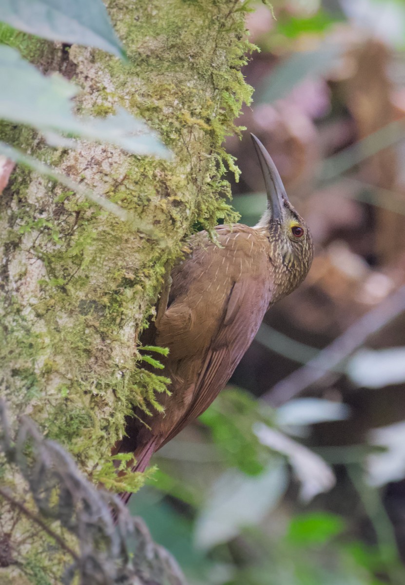 Strong-billed Woodcreeper (Andean/Northern) - ML218133161